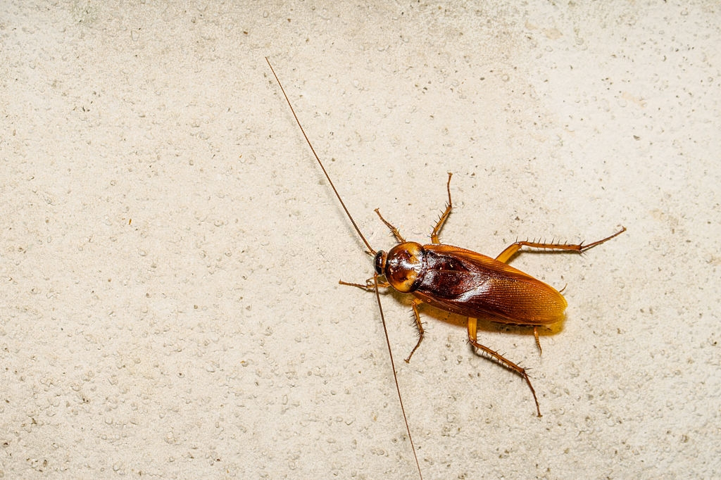 Cockroach Control, Pest Control in Upminster, North Ockendon, RM14. Call Now 020 8166 9746