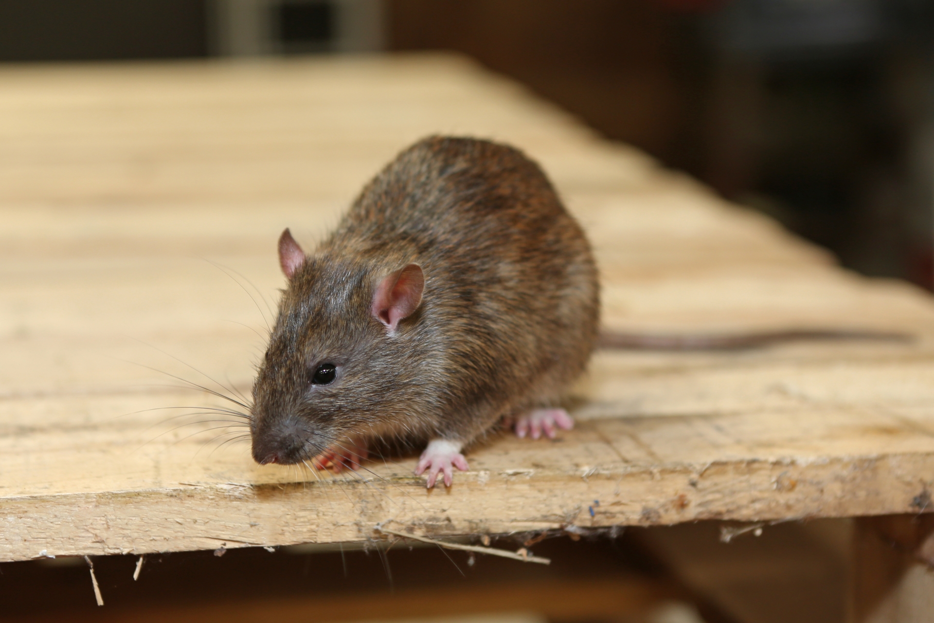 Rat Infestation, Pest Control in Upminster, North Ockendon, RM14. Call Now 020 8166 9746
