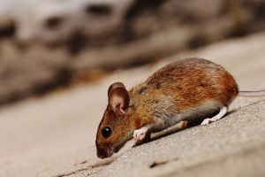 Mouse extermination, Pest Control in Upminster, North Ockendon, RM14. Call Now 020 8166 9746