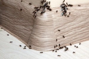 Ant Control, Pest Control in Upminster, North Ockendon, RM14. Call Now 020 8166 9746