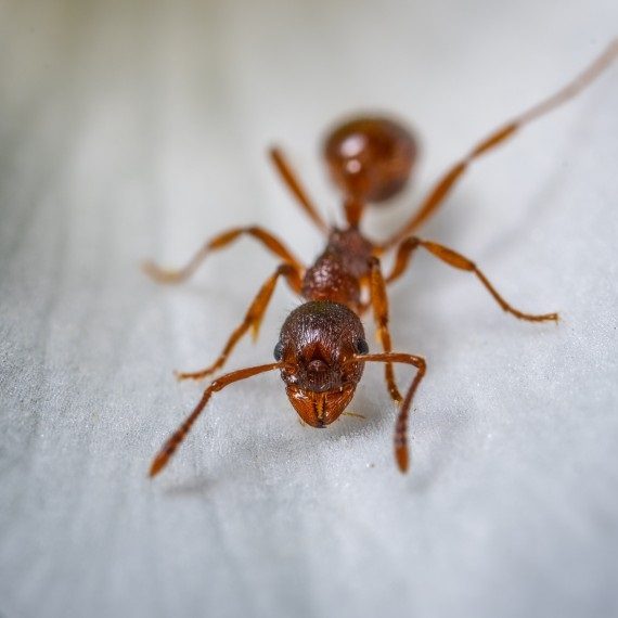 Field Ants, Pest Control in Upminster, North Ockendon, RM14. Call Now! 020 8166 9746