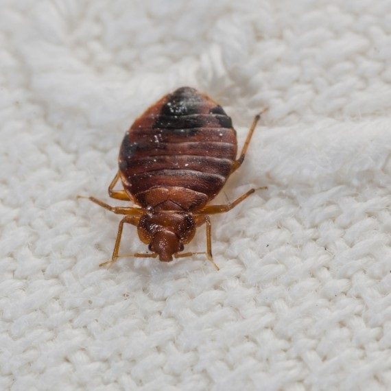 Bed Bugs, Pest Control in Upminster, North Ockendon, RM14. Call Now! 020 8166 9746