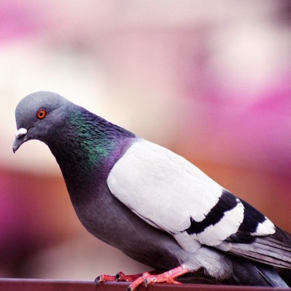 Birds, Pest Control in Upminster, North Ockendon, RM14. Call Now! 020 8166 9746