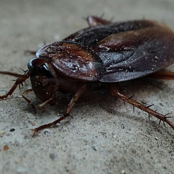 Cockroaches, Pest Control in Upminster, North Ockendon, RM14. Call Now! 020 8166 9746