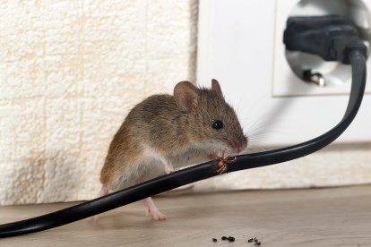 Pest Control in Upminster, North Ockendon, RM14. Call Now! 020 8166 9746
