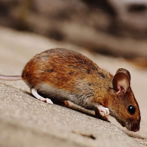 Mice, Pest Control in Upminster, North Ockendon, RM14. Call Now! 020 8166 9746