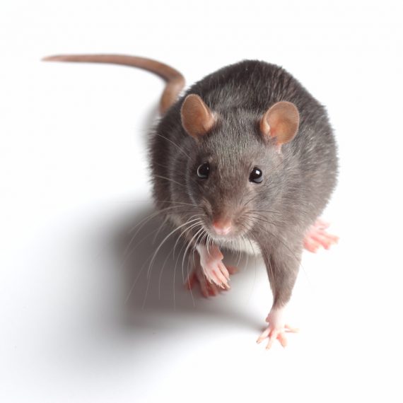 Rats, Pest Control in Upminster, North Ockendon, RM14. Call Now! 020 8166 9746