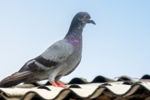 Pigeon Pest, Pest Control in Upminster, North Ockendon, RM14. Call Now 020 8166 9746