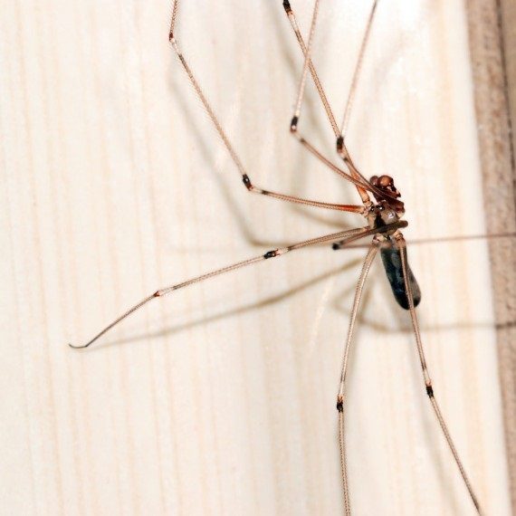 Spiders, Pest Control in Upminster, North Ockendon, RM14. Call Now! 020 8166 9746