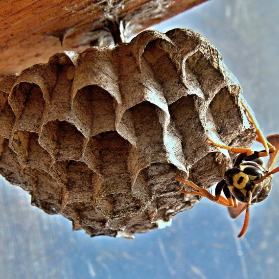 Wasps Nest, Pest Control in Upminster, North Ockendon, RM14. Call Now! 020 8166 9746